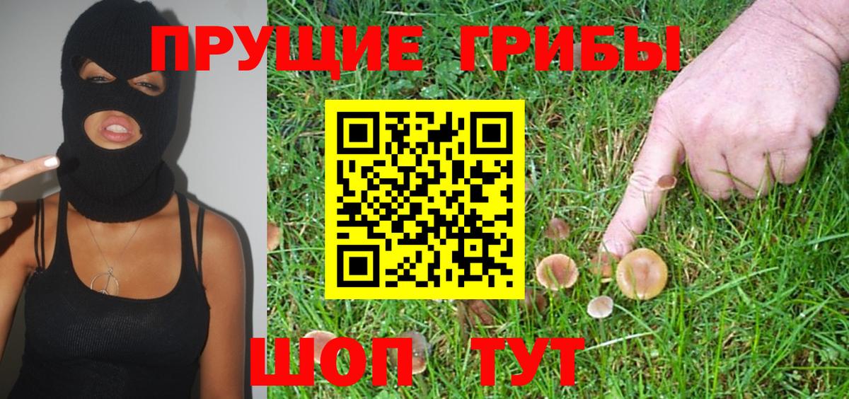 Коммунар  Псилоцибиновые грибы Psilocybine cubensis  Вход с VPN 